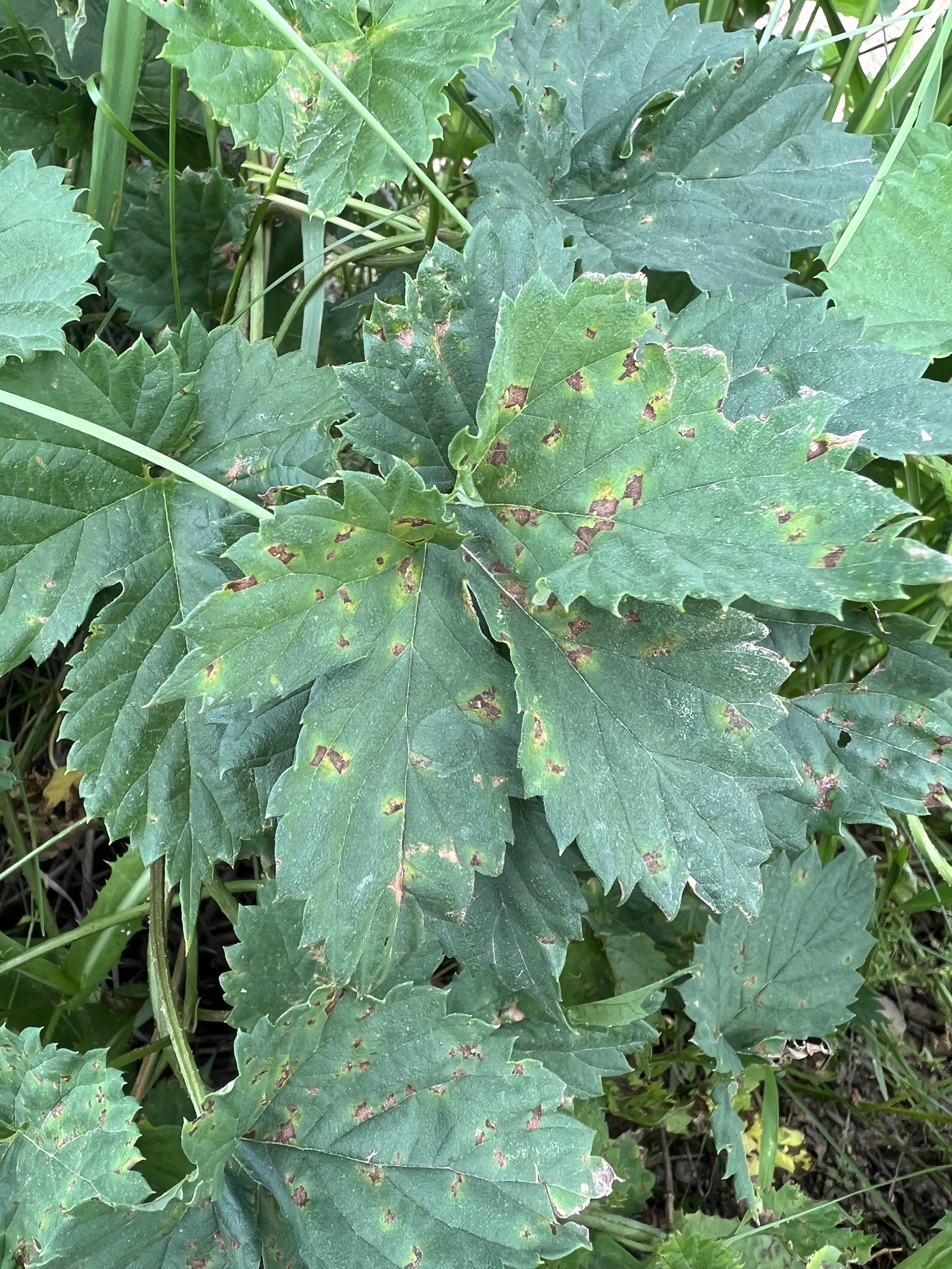 Downy mildew on leaf.